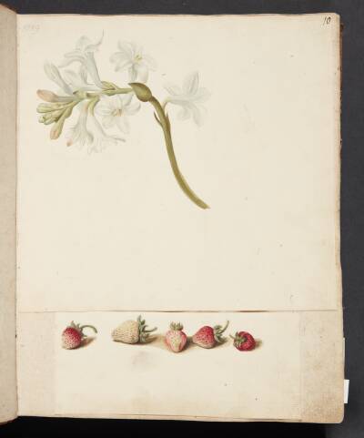 Studie af blomst og jordbær