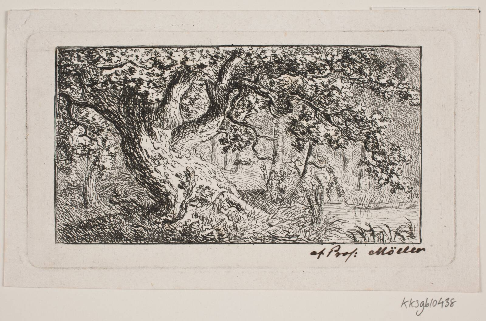 Skovegn, J.P. Møller, 1783-1854