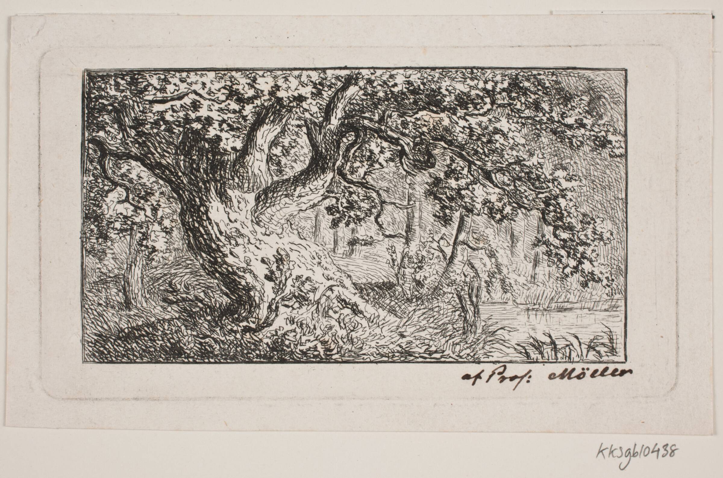 Skovegn, J.P. Møller, 1783-1854