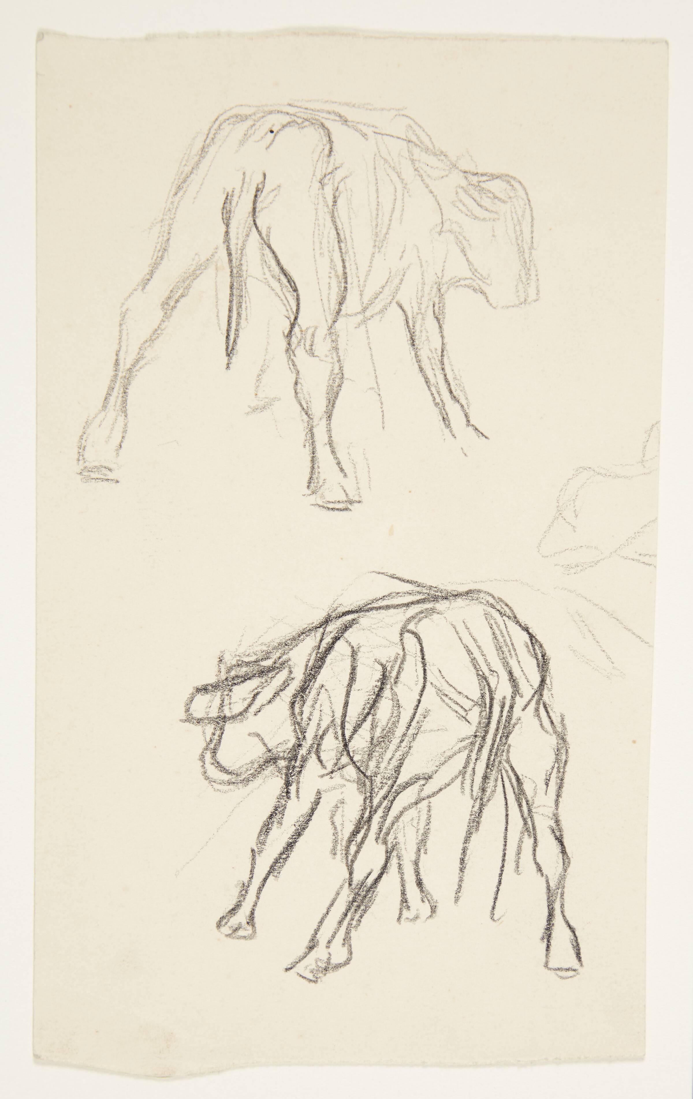 To studier af stående kalv set bagfra, Olivia Holm-Møller, 1890-1946