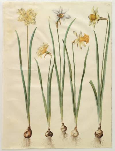 Narcissus pseudonarcissus; Narcissus poeticus (pinselilje); Narcissus ×incomparabilis (have-narcis)