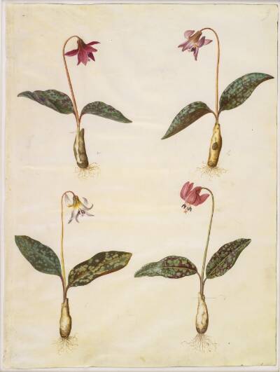Erythronium dens-canis (ægte hundetand)