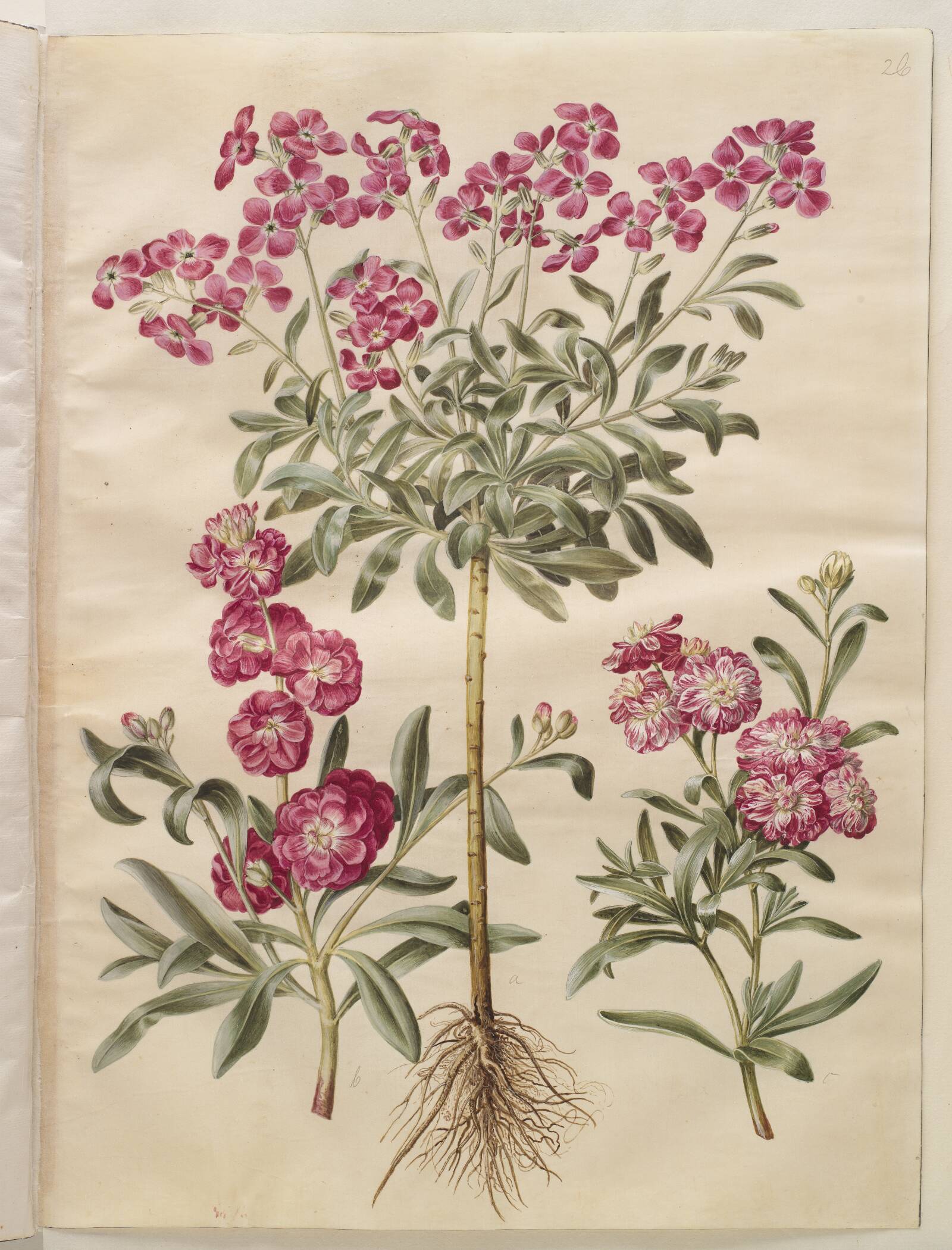 Matthiola incana (vinter-levkøj), Hans Simon Holtzbecker, 1649-1659
