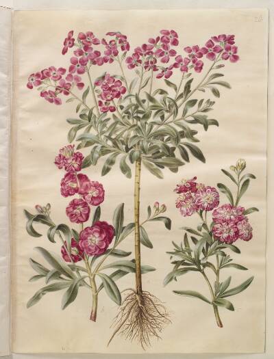 Matthiola incana (vinter-levkøj)
