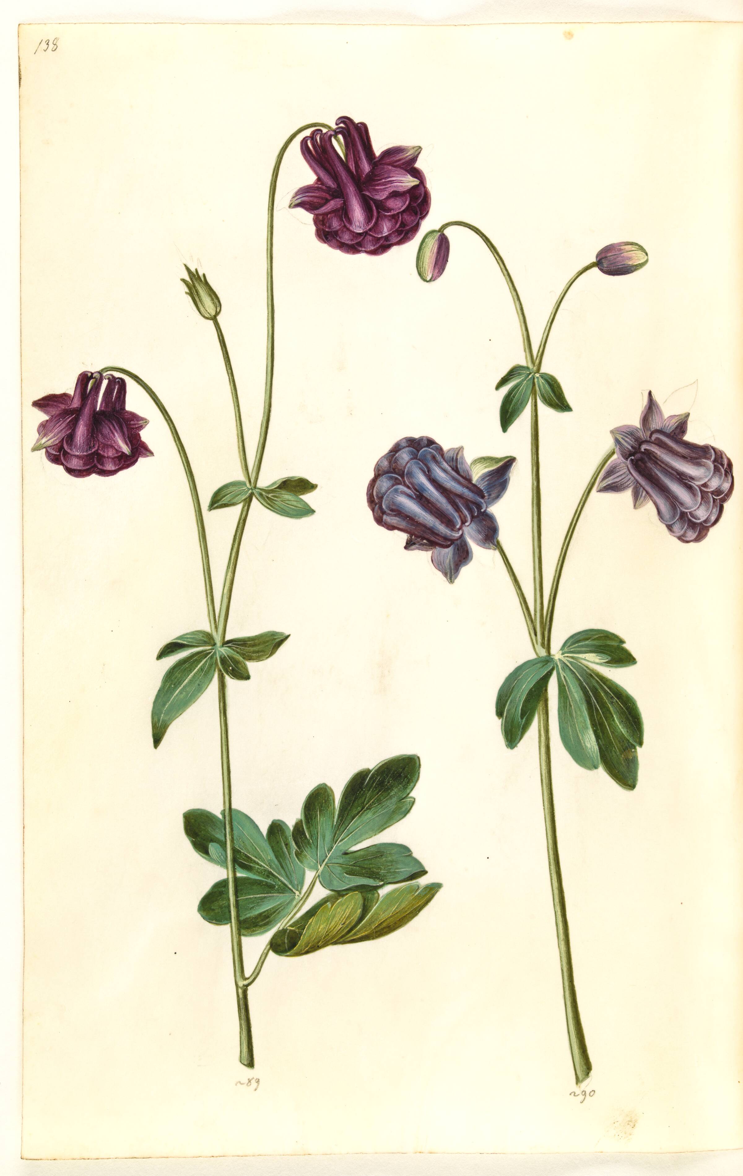 Aquilegia vulgaris (almindelig akeleje), Hans Simon Holtzbecker, 1635-1664