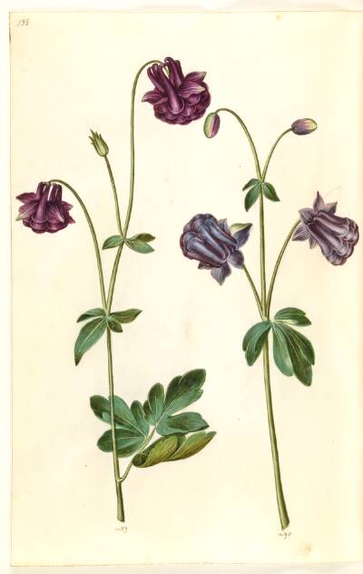 Aquilegia vulgaris (almindelig akeleje)
