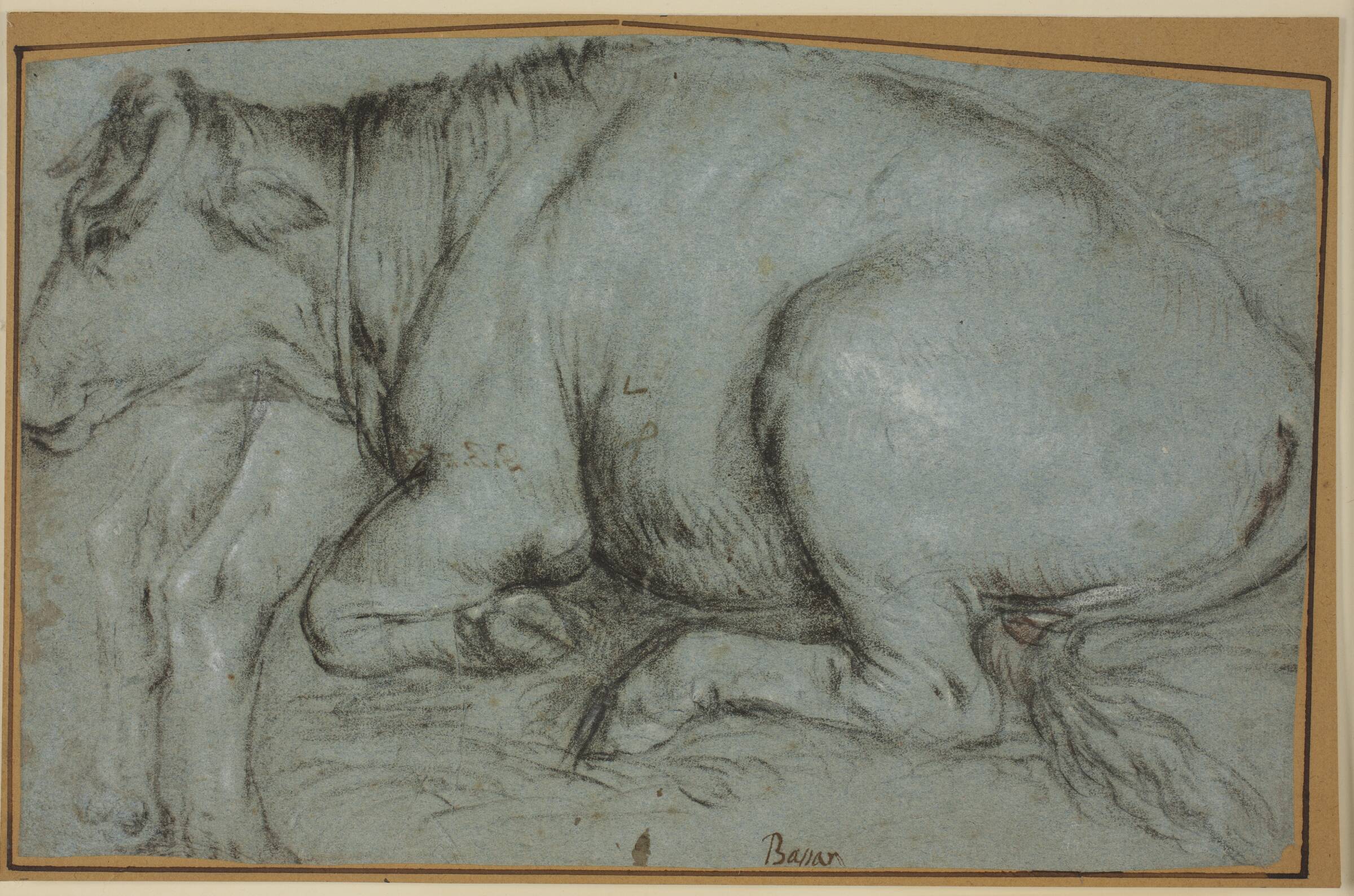 Liggende ko og studie til bagbenene på en stående ko, Carlo Caliari, 1576-1599