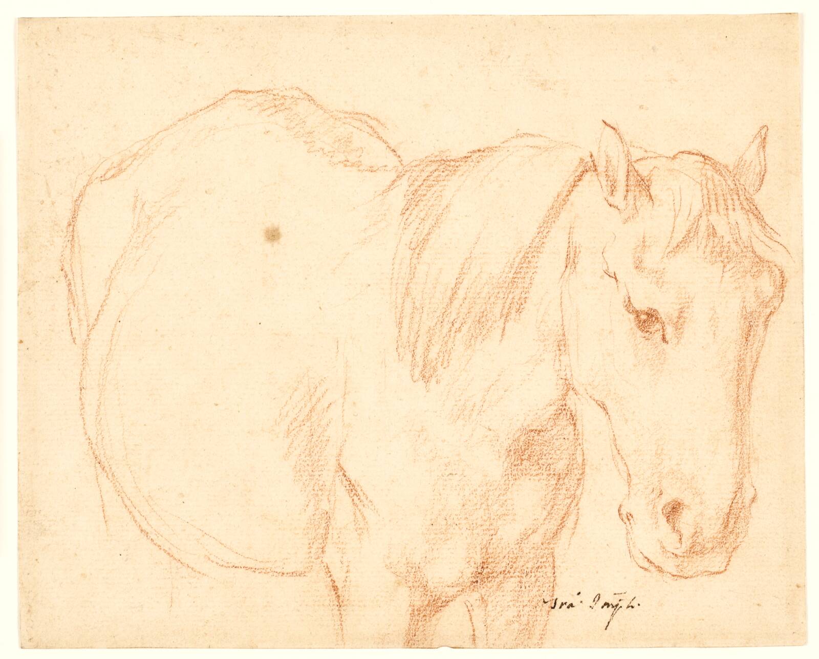 En hest, Francesco Fernandi, 1678-1740