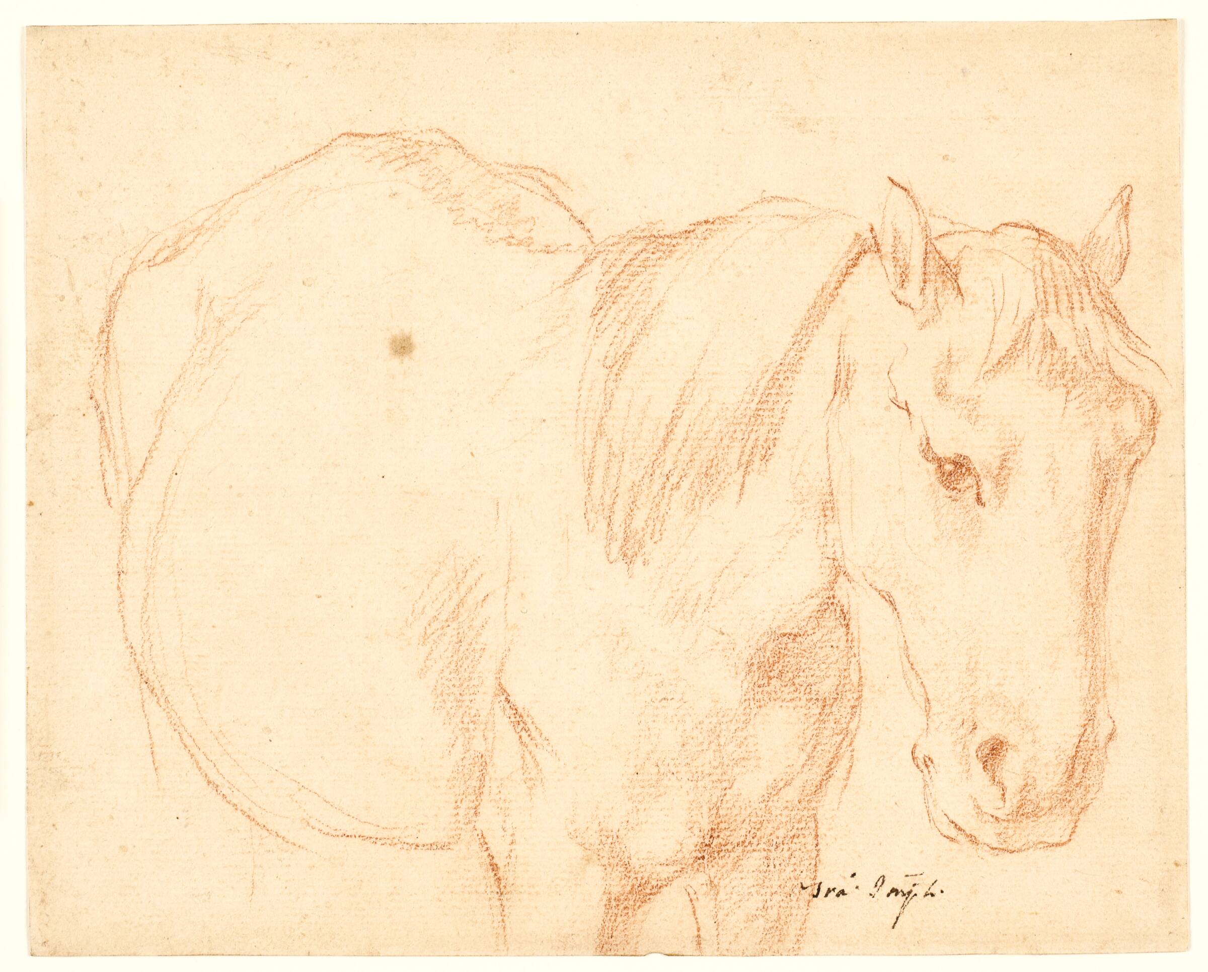 En hest, Francesco Fernandi, 1678-1740