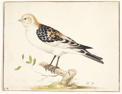 En snespurv (plectrophenax nivalis)