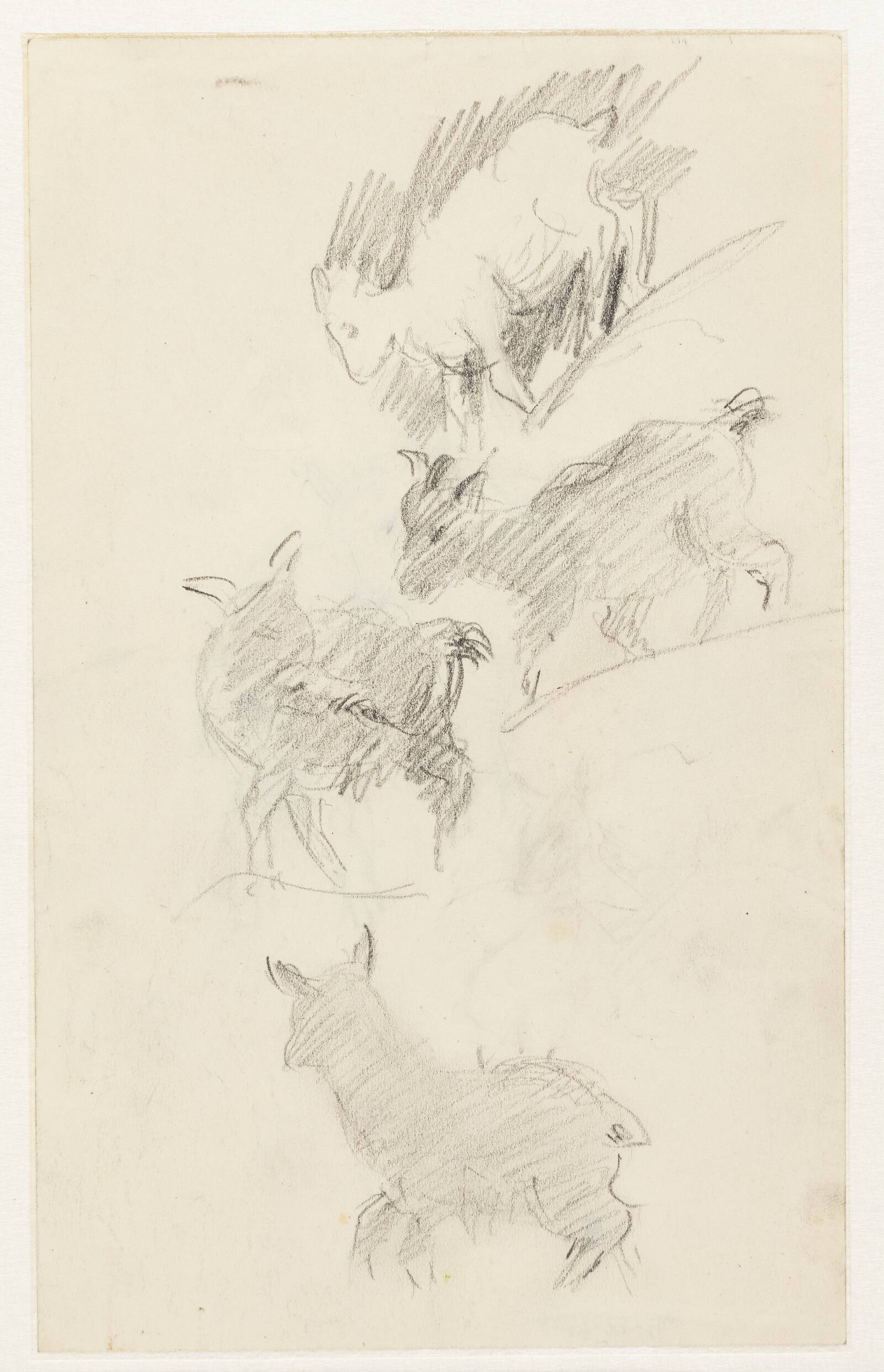 Studier af geder, Astrid Holm, 1876-1937