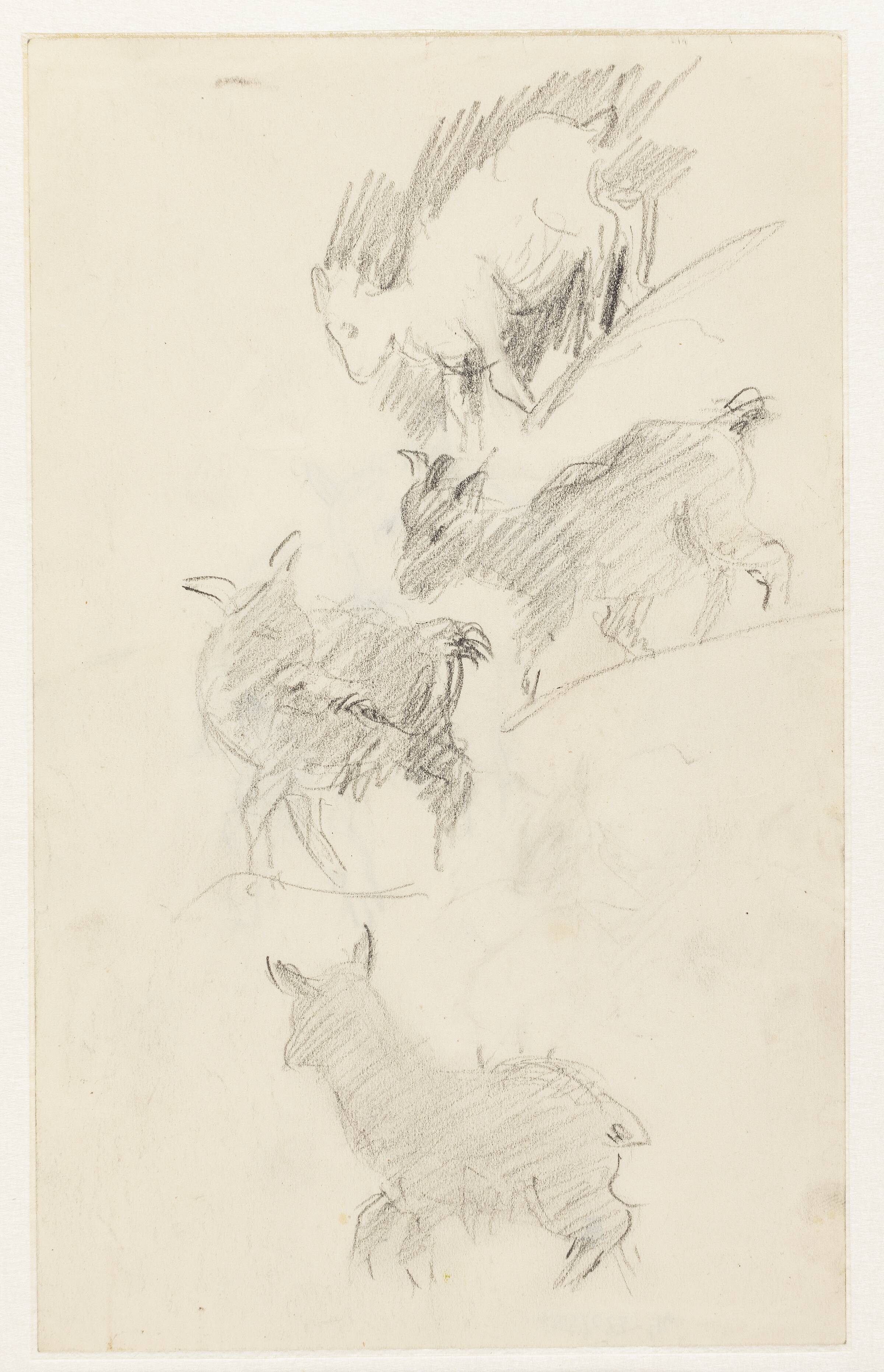 Studier af geder, Astrid Holm, 1876-1937