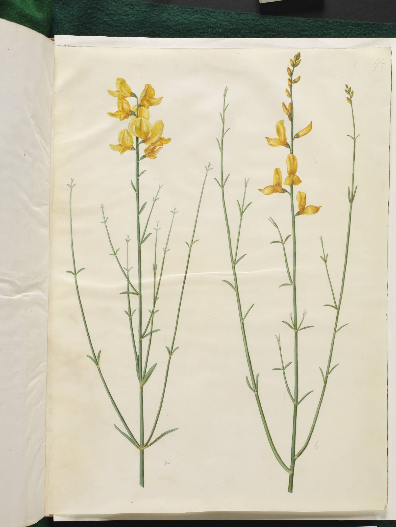 Spartium junceum (spartium), Hans Simon Holtzbecker, 1649-1659