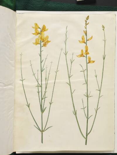 Spartium junceum (spartium)