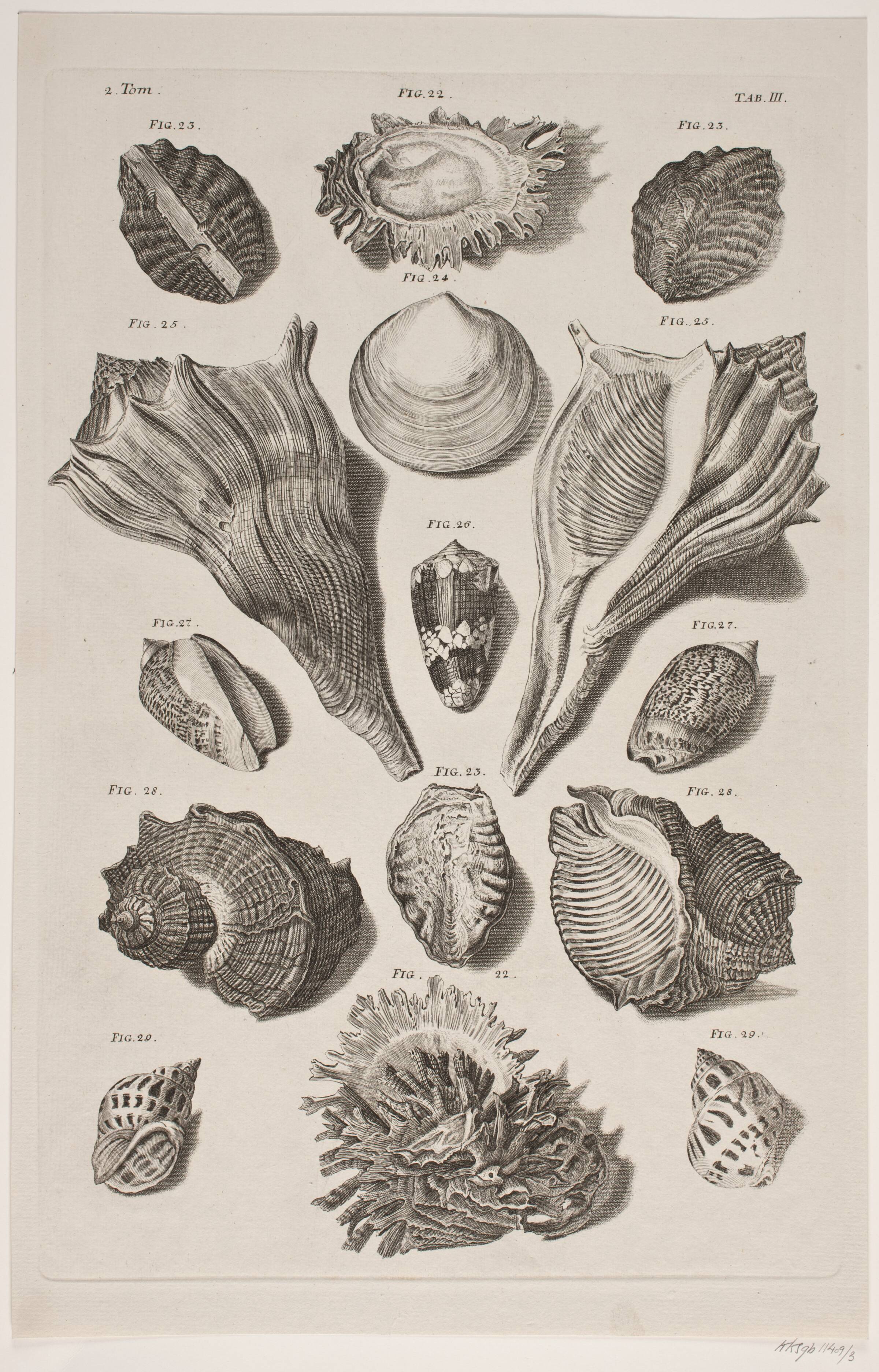 Konkylier. Planche 3, Franz Michael Regenfuss, 1758