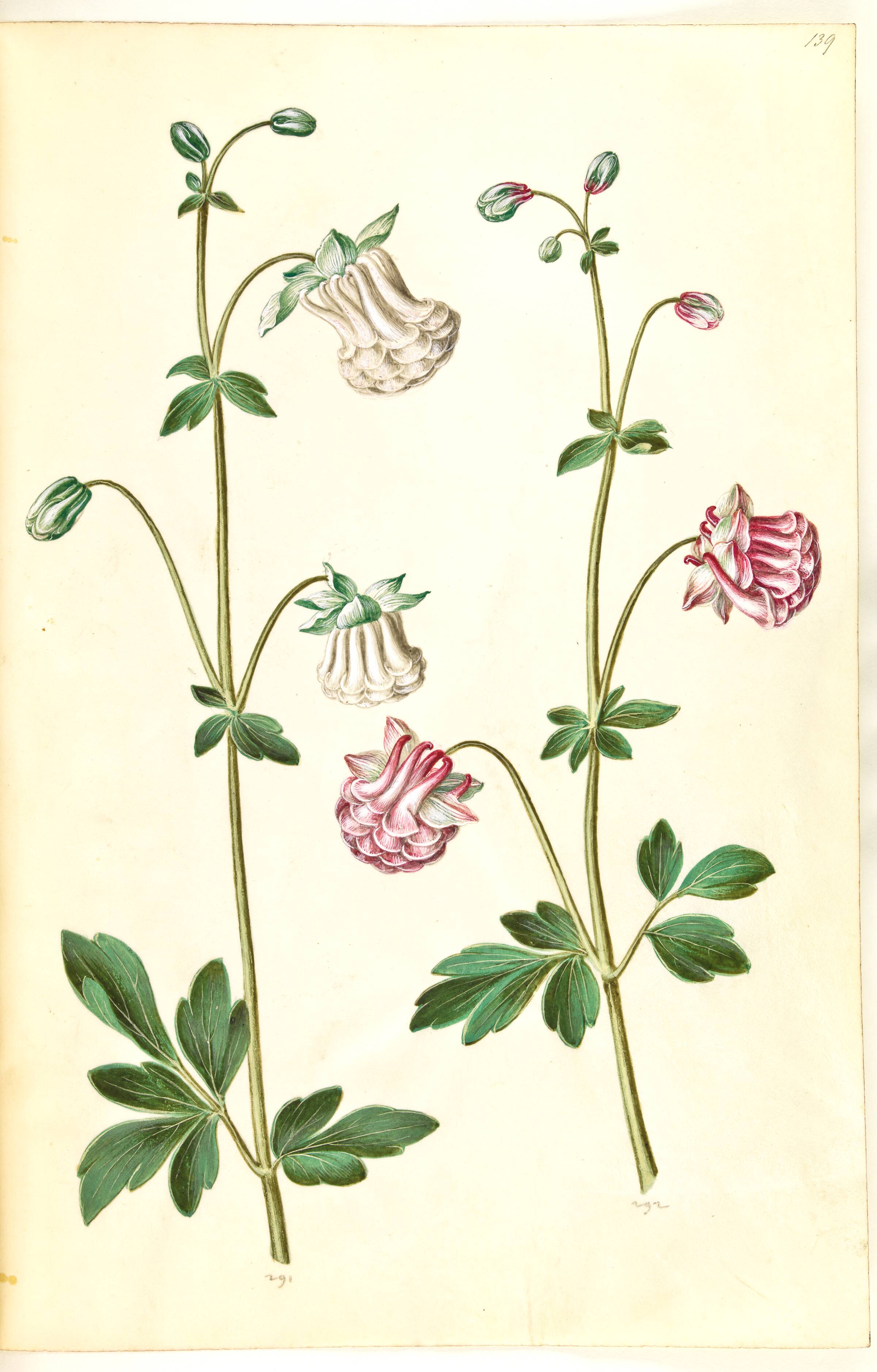 Aquilegia vulgaris (almindelig akeleje), Hans Simon Holtzbecker, 1635-1664