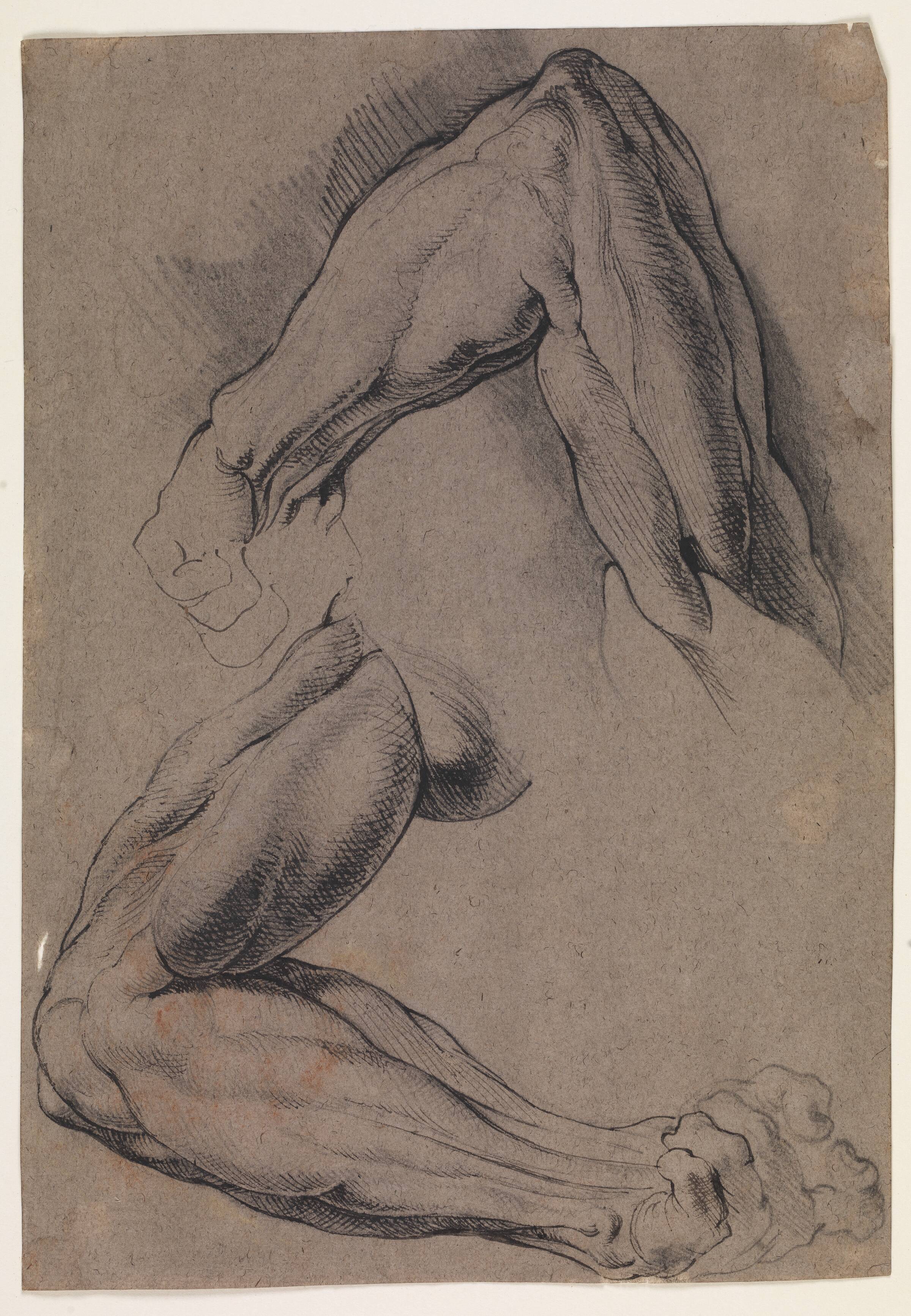 Anatomisk studie (écorché). To studier af en mands flåede, venstre arm, Willem Panneels, 1628-1630