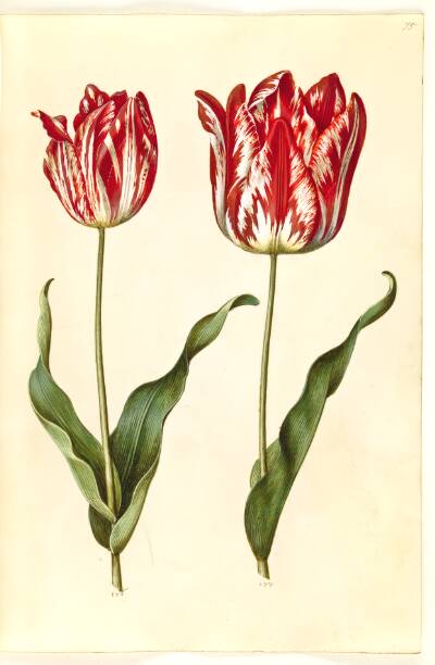 Tulipa gesneriana (have-tulipan)
