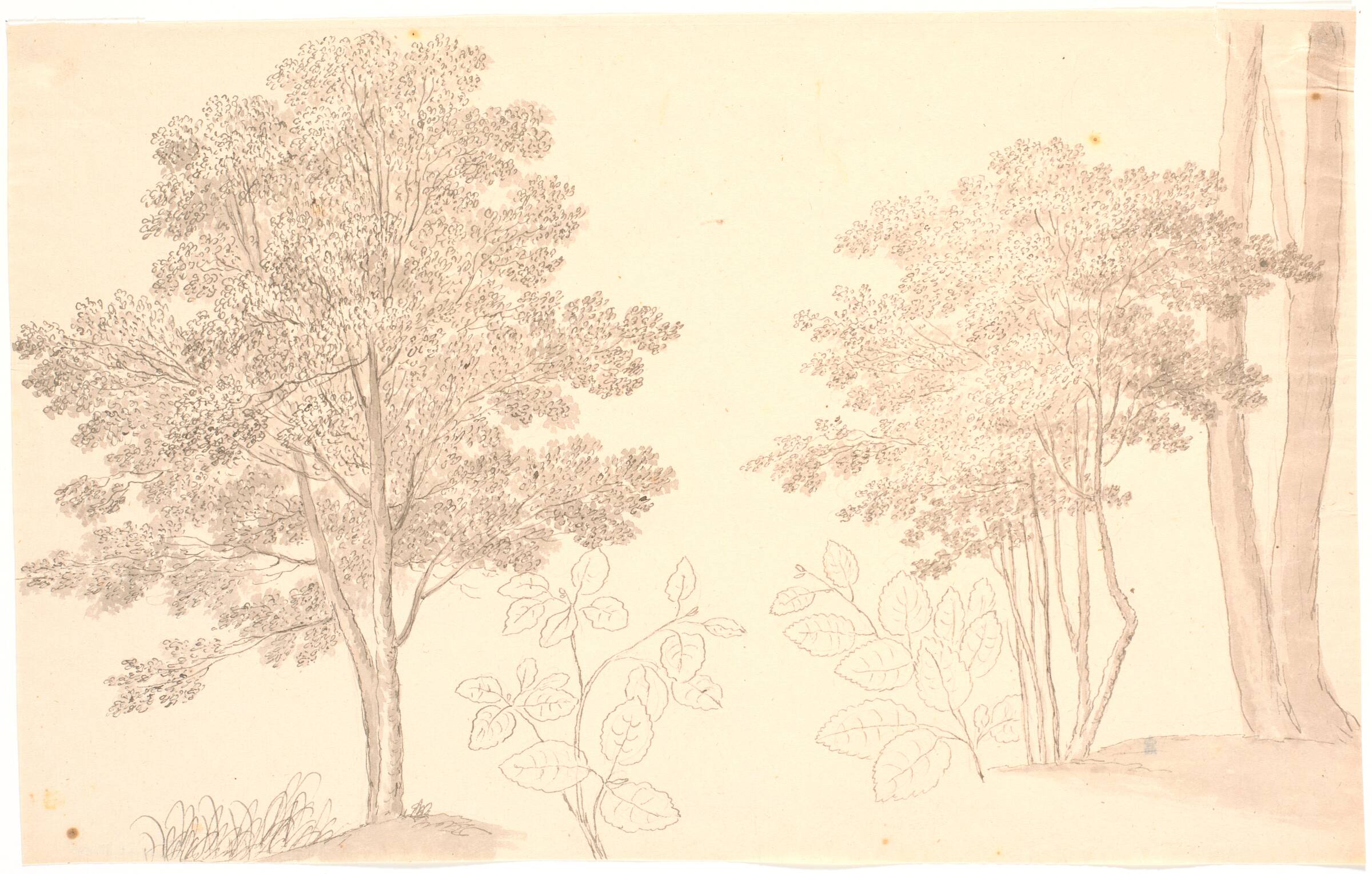 Træer og bladstudier, Erik Pauelsen, 1749-1790