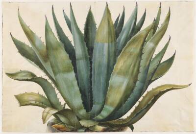 Agave americana (almindelig agave)
