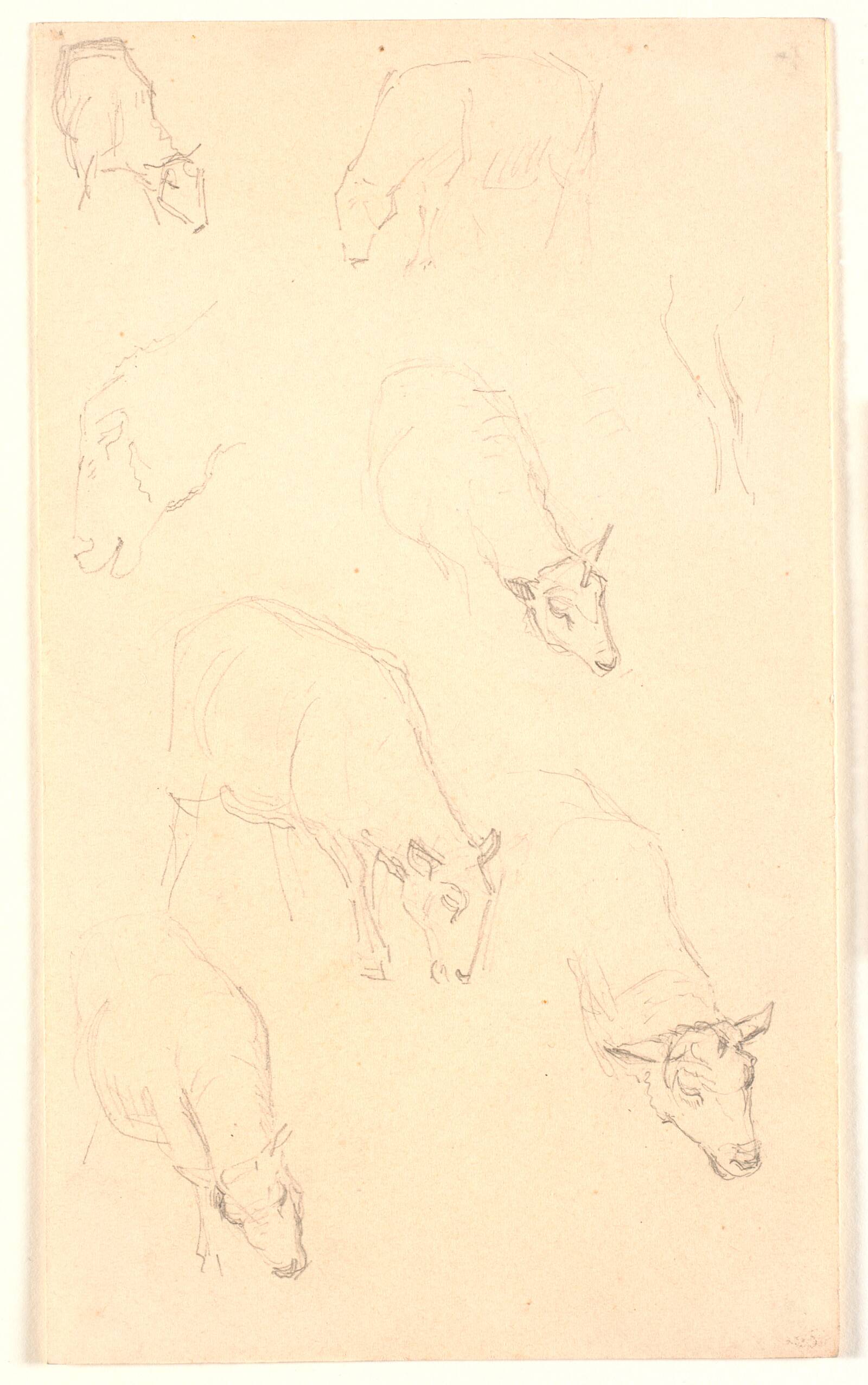Studier af får, Joakim Skovgaard, 1891-1894