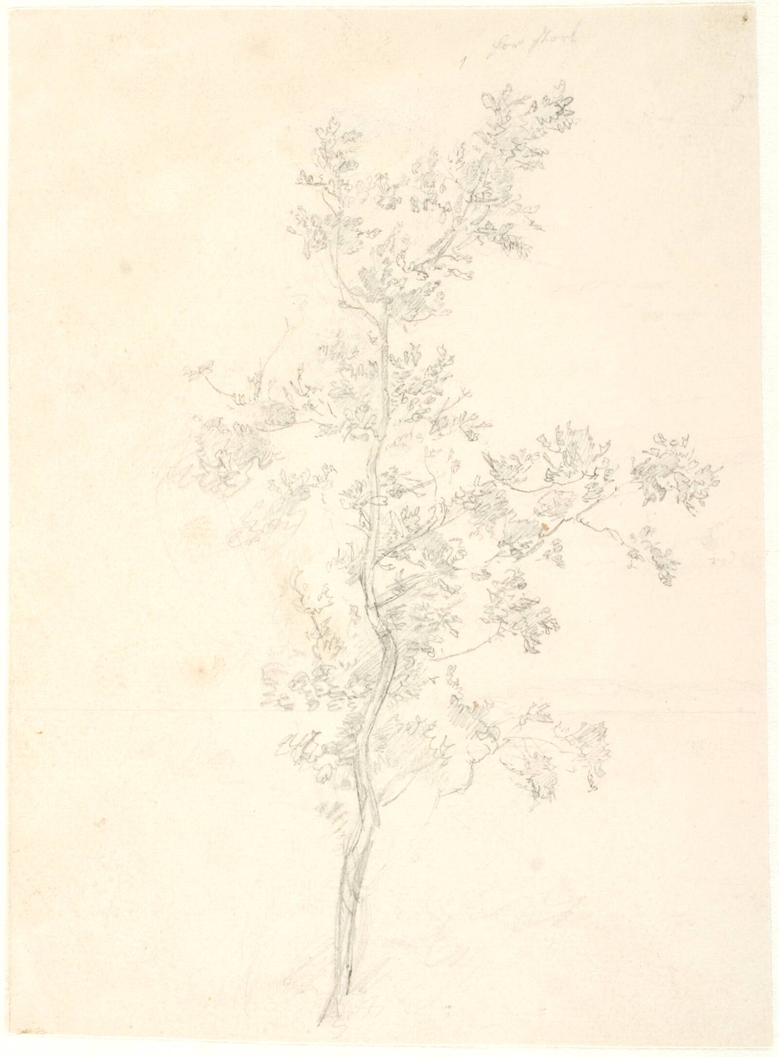 Træstudie, Dankvart Dreyer, 1837-1839