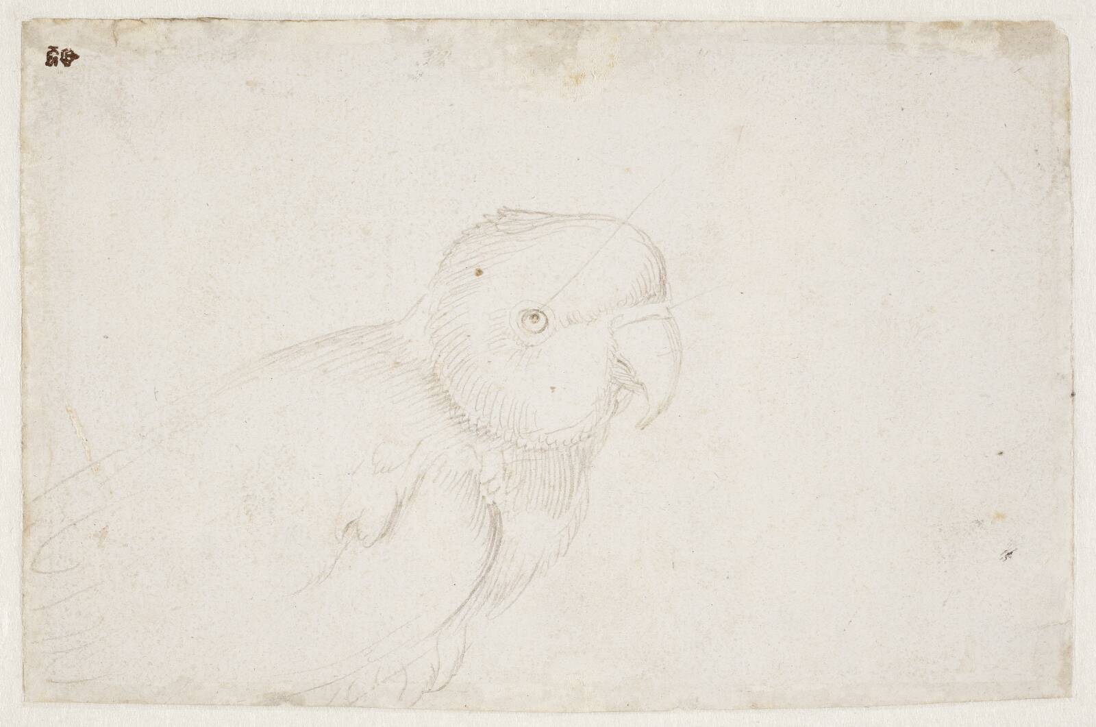 Papegøje, Hans Baldung Grien, 1520-1525