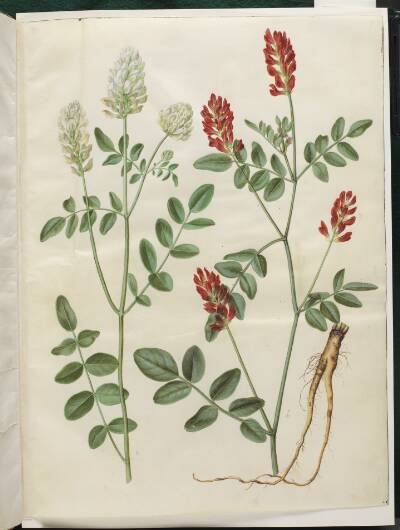 Hedysarum coronarium (rød hanekløver)