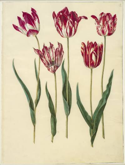 Tulipa gesneriana (have-tulipan)