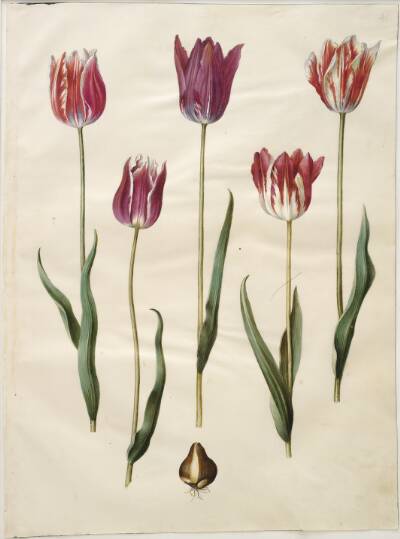 Tulipa gesneriana (have-tulipan)