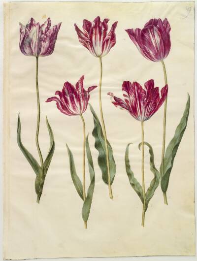 Tulipa gesneriana (have-tulipan)