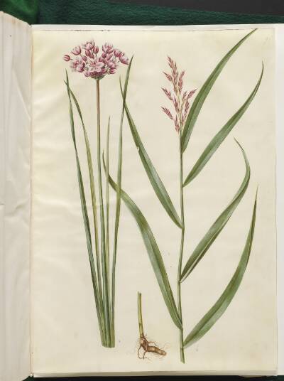 Butomus umbellatus (brudelys); Phragmites australis (almindelig tagrør)