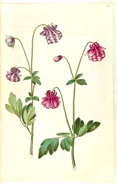 Aquilegia vulgaris (almindelig akeleje)