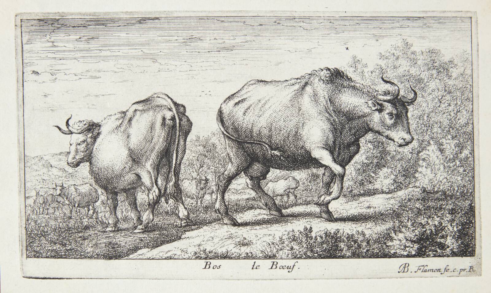 Køer, Albert Flamen, 1620-1669