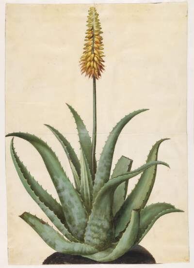 Aloe vera (læge-aloe)