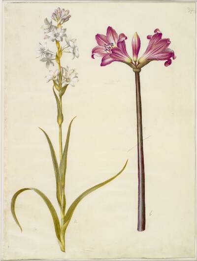 Polianthes tuberosa (tuberose); Amaryllis belladonna (belladonnalilje)