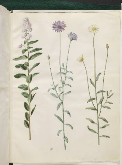 Spiraea salicifolia (pilebladet spiræa); Catananche caerulea (blå rasleblomst)