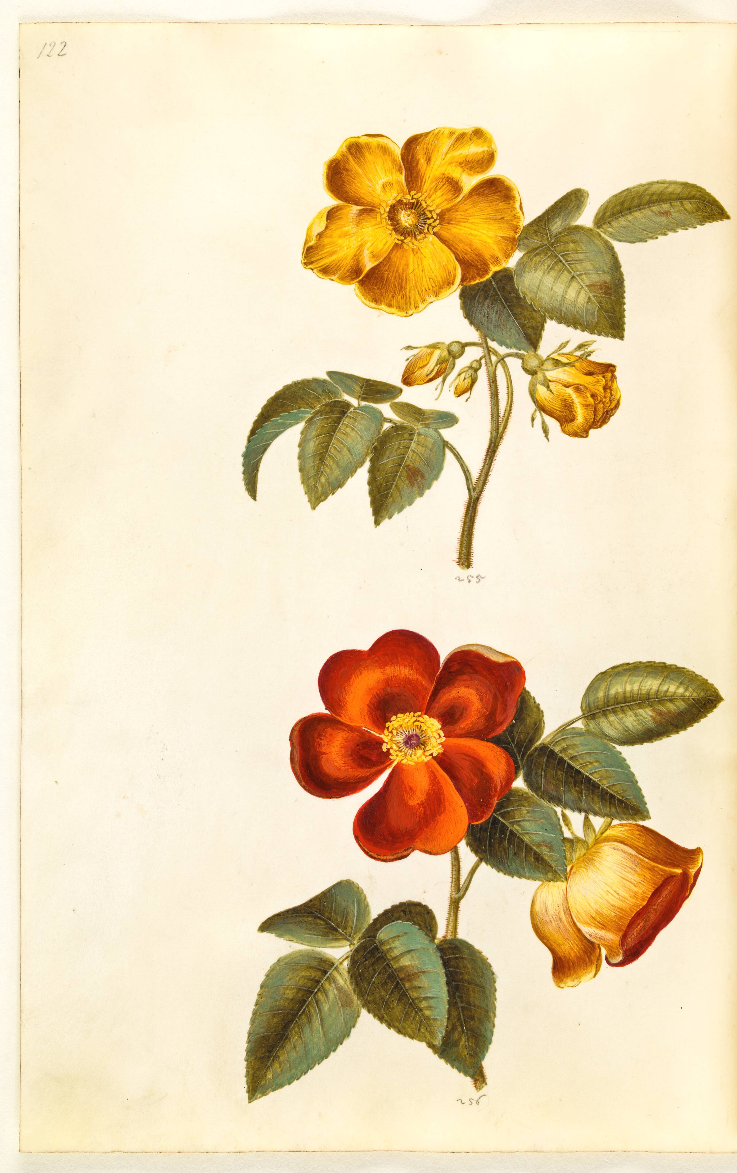 Rosa foetida (gul rose); Rosa foetida (tyrkisk rose), Hans Simon Holtzbecker, 1635-1664