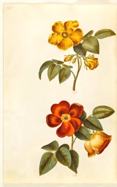 Rosa foetida (gul rose); Rosa foetida (tyrkisk rose)