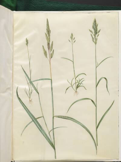 Bromus hordeaceus (blød hejre); Phalaris arundinacea (stribegræs)