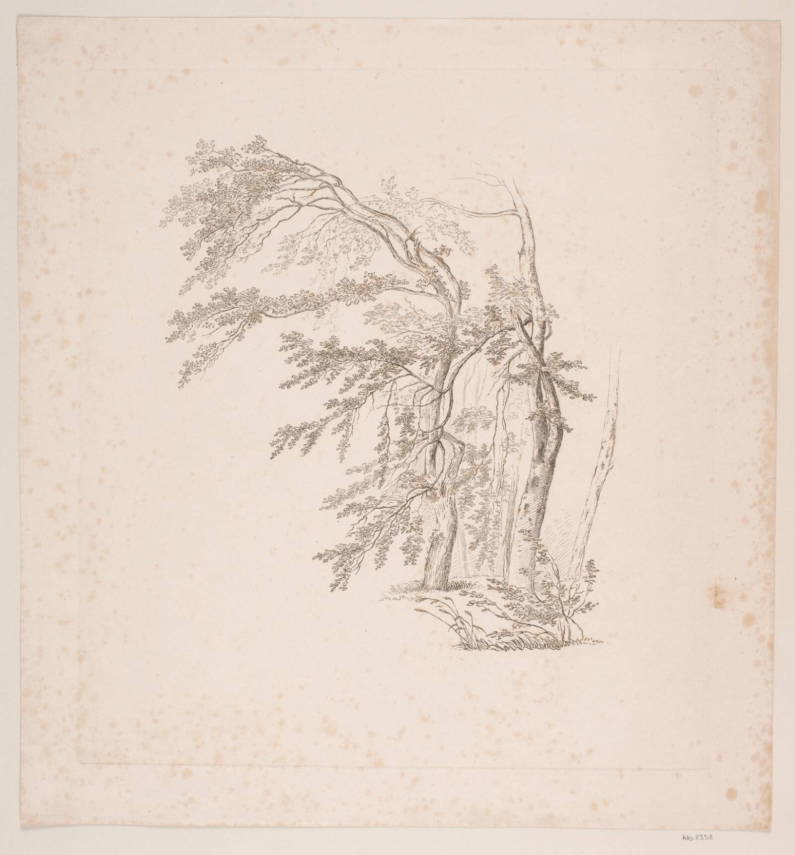 Studie af træer, J.P. Møller, 1783-1853