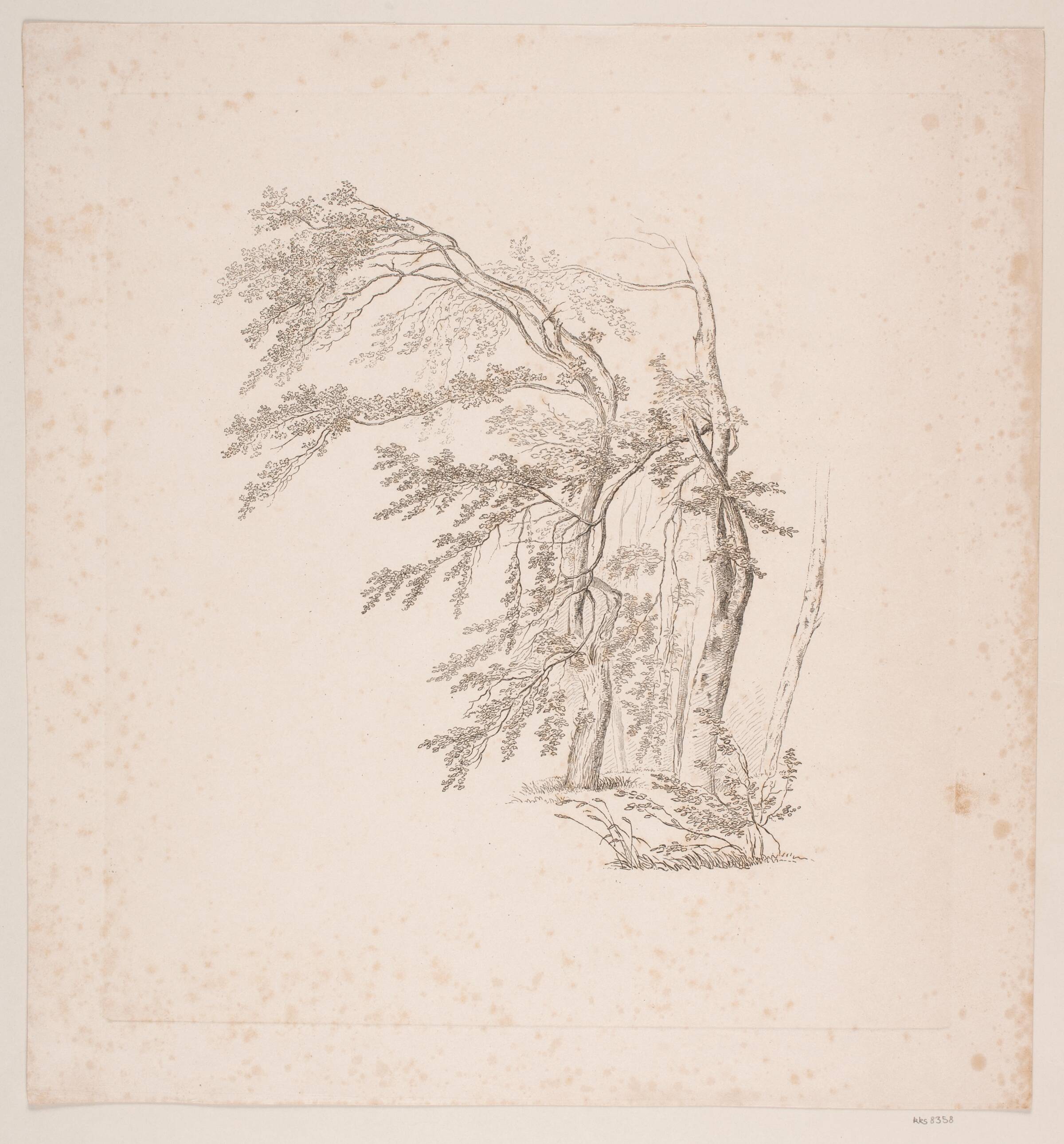 Studie af træer, J.P. Møller, 1783-1853
