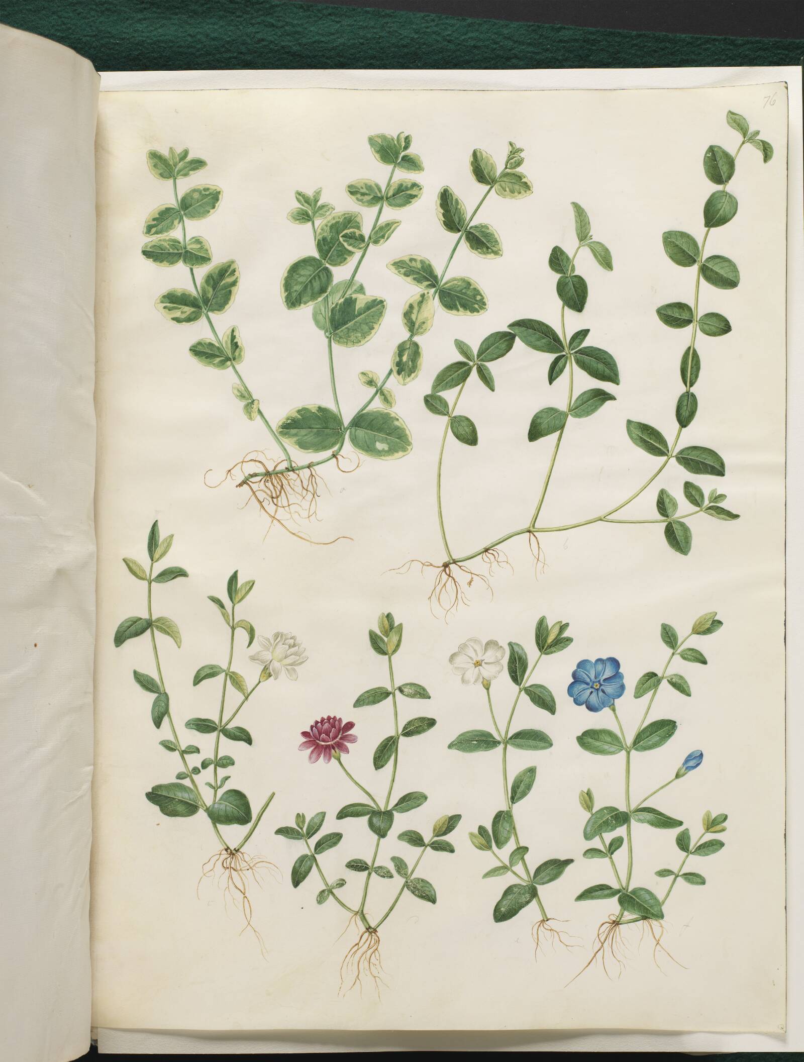 Vinca minor (liden singrøn), Hans Simon Holtzbecker, 1649-1659