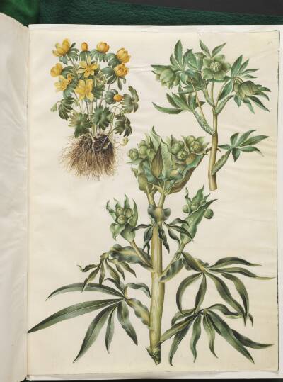 Eranthis hyemalis (have-erantis); Helleborus viridis (grøn nyserod); Helleborus foetidus (stinkende nyserod)