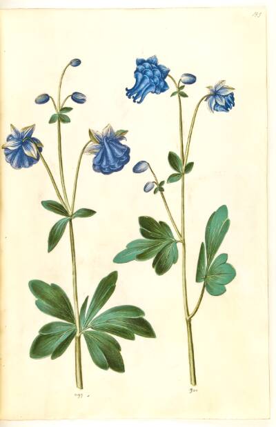 Aquilegia vulgaris (almindelig akeleje)