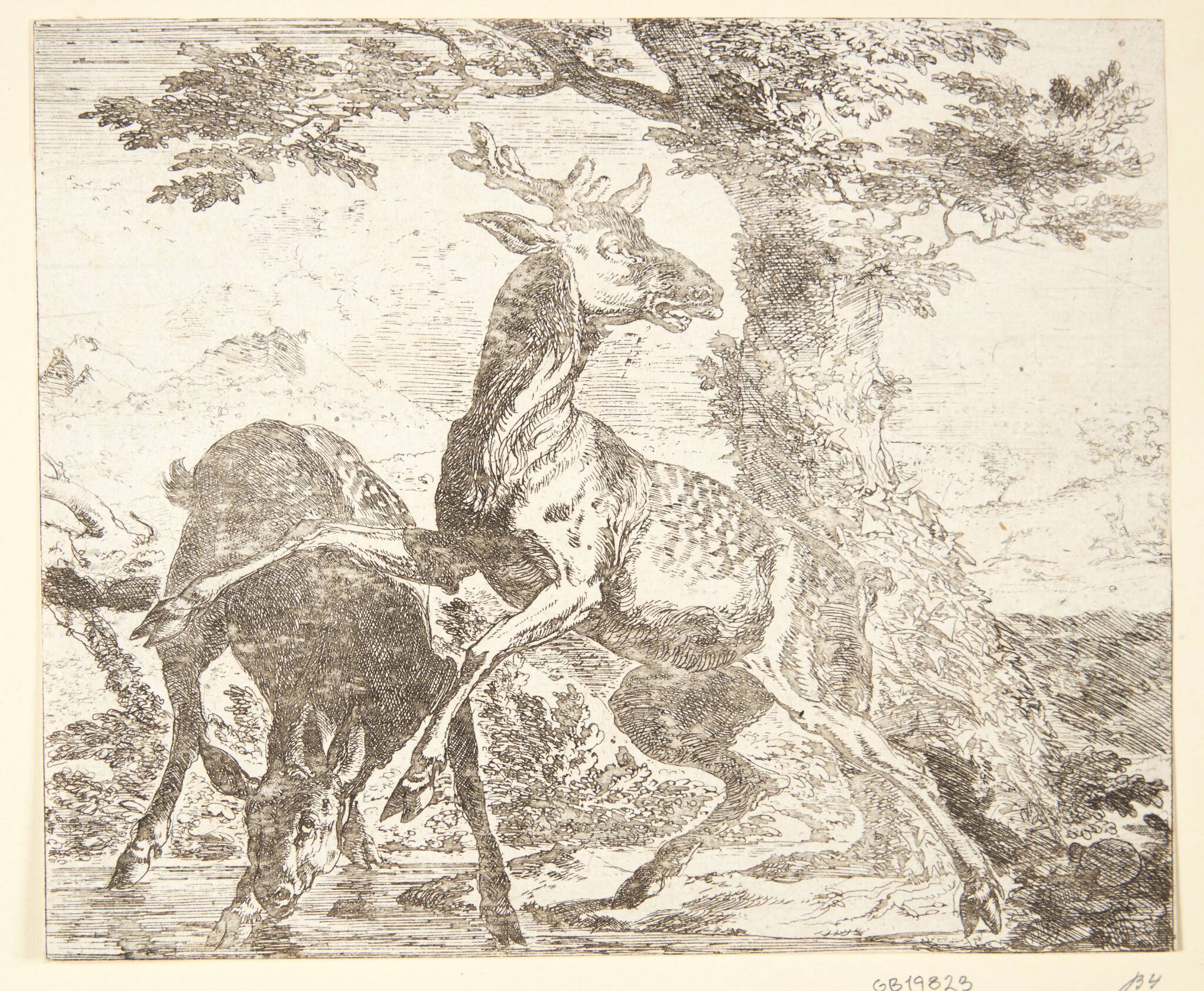 To hjorte