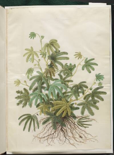 Mimosa polydactyla (mangefingret mimose)