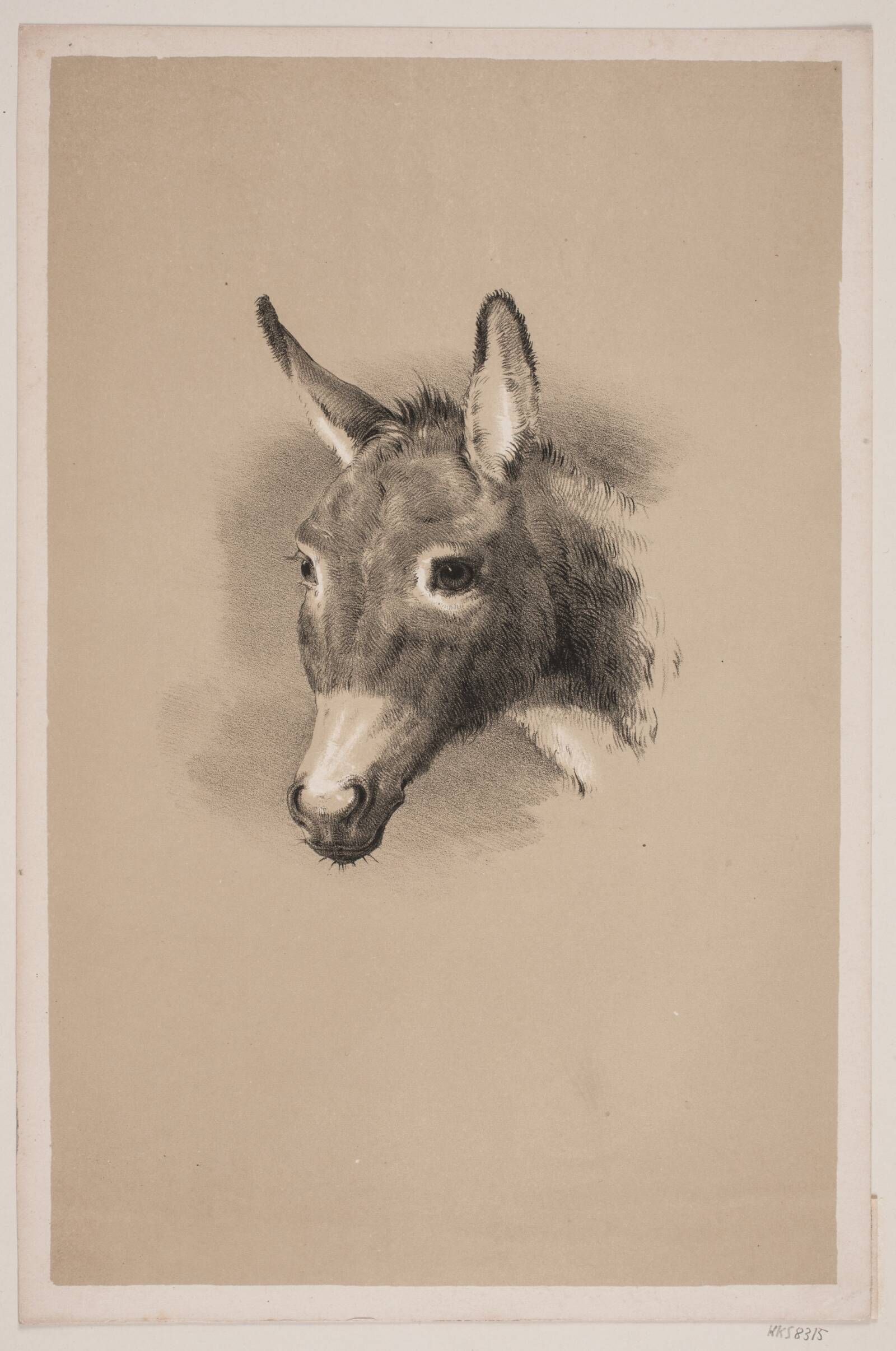 Æselhoved, Ubekendt, 1844