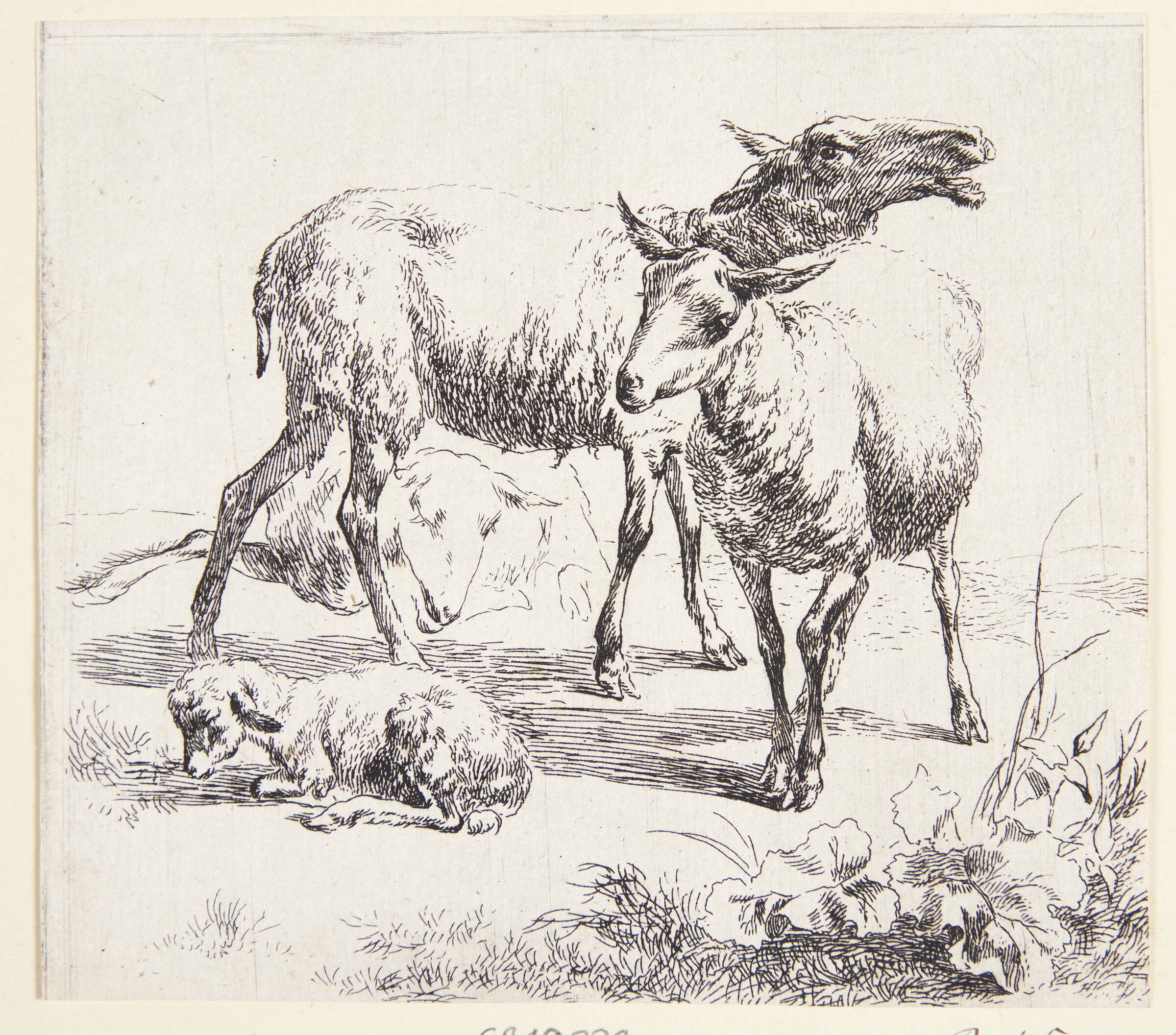 To stående får og et lam, Nicolaes Berchem, 1620-1683