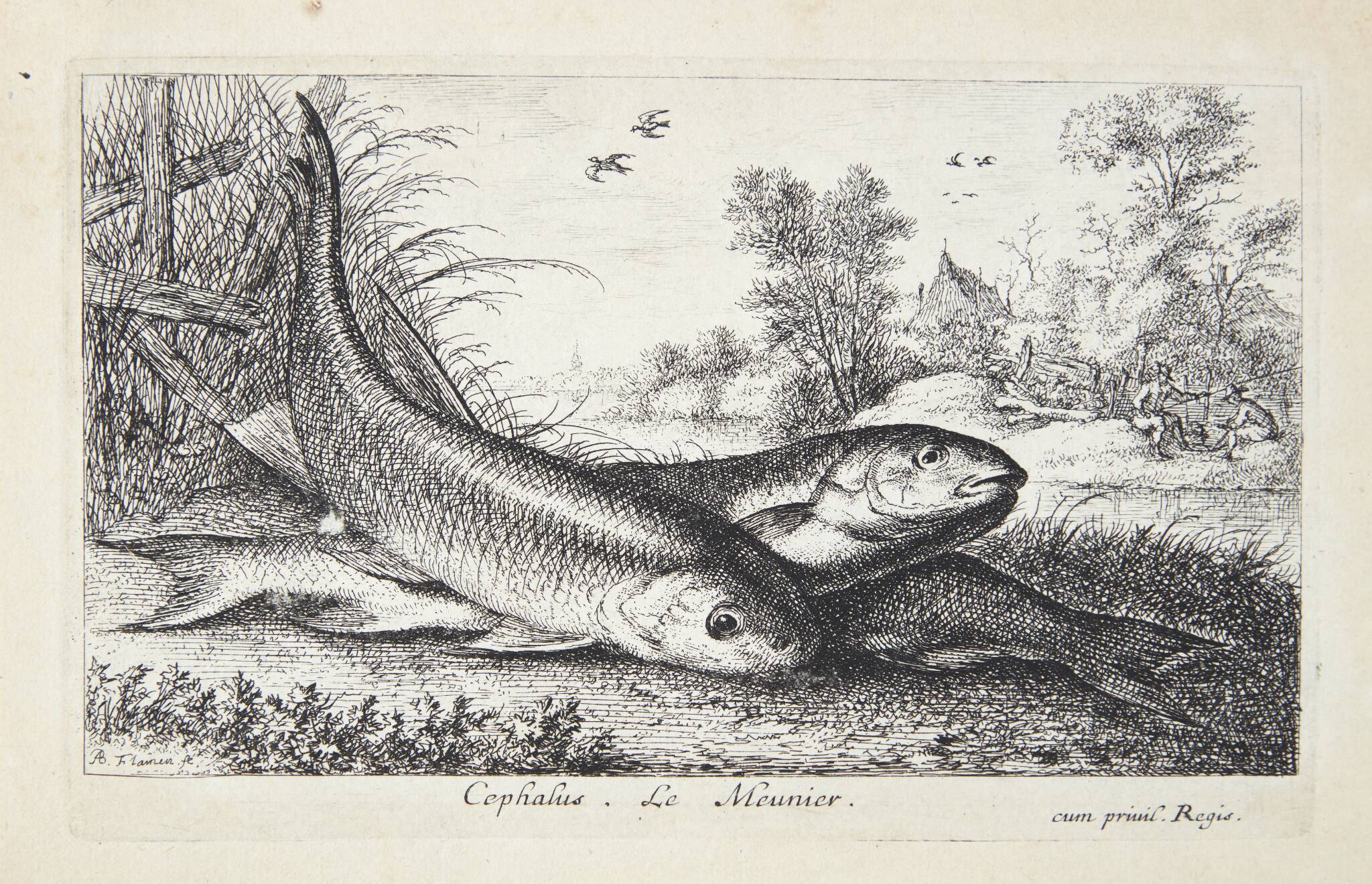 Døbel (Caphalus)